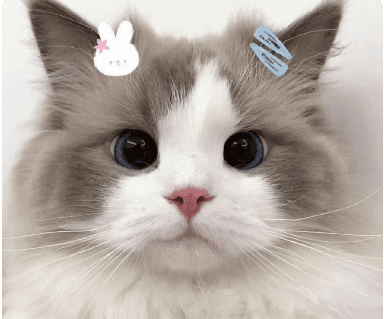 The Fascinating World of Cats: Insights and Care Tips - Flo.Collection